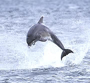 Moray Firth Dolphins