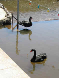 Dawlish - Black Swans